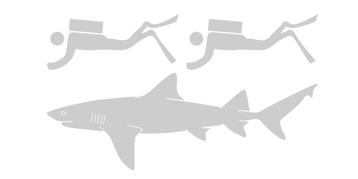 Lemon Shark Relative Size