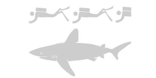 Oceanic whitetip shark - Save Our Seas Foundation