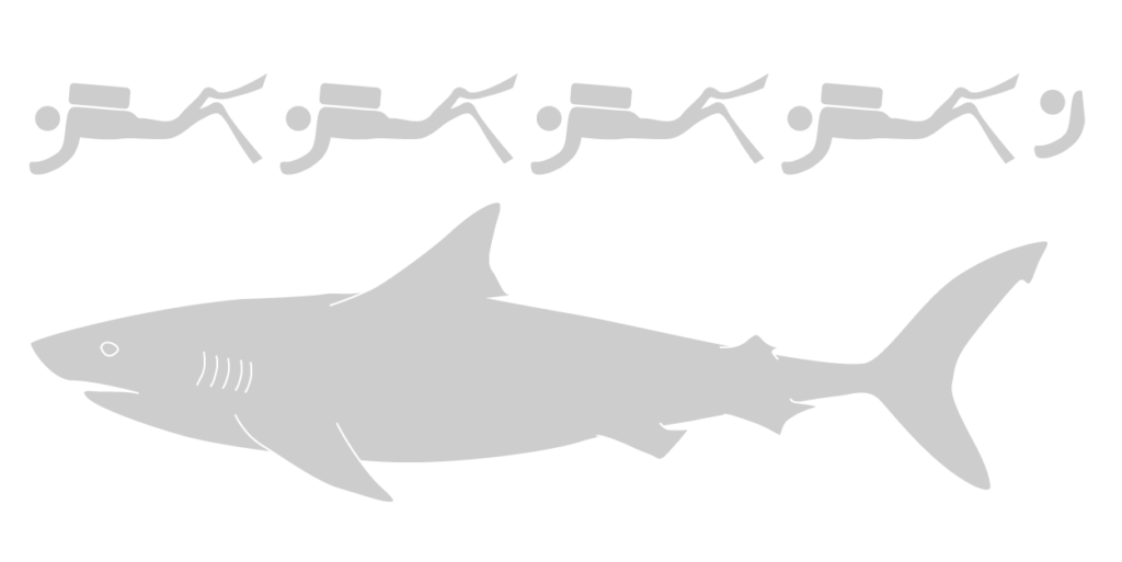 White Shark - Save Our Seas Foundation