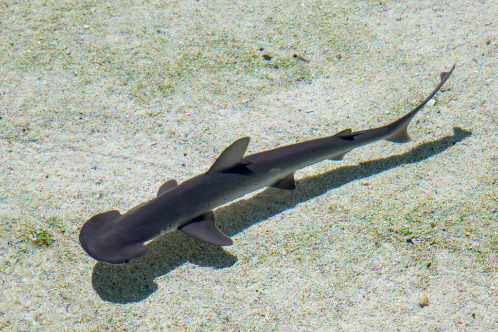 Bonnethead shark - Save Our Seas Foundation
