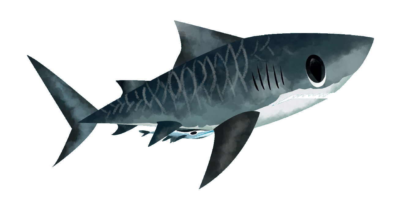 Tiger shark - Save Our Seas Foundation