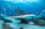 A hammerhead shark swims over a group of resting nurse sharks. Photo © Chris Vaughan-Jones