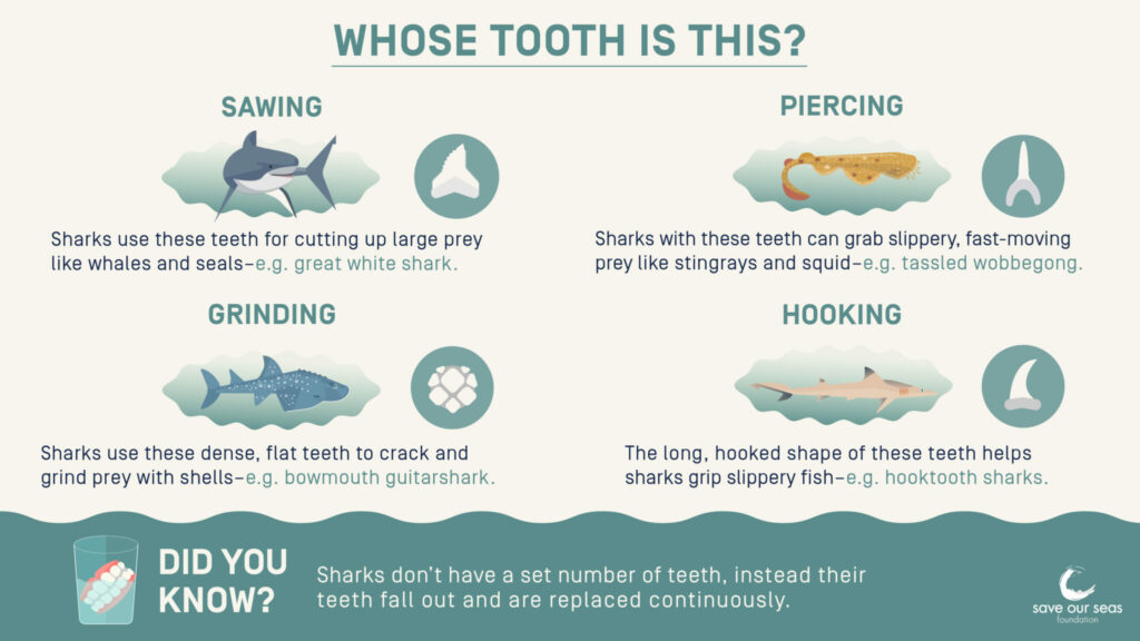 Shark Teeth - Save Our Seas Foundation