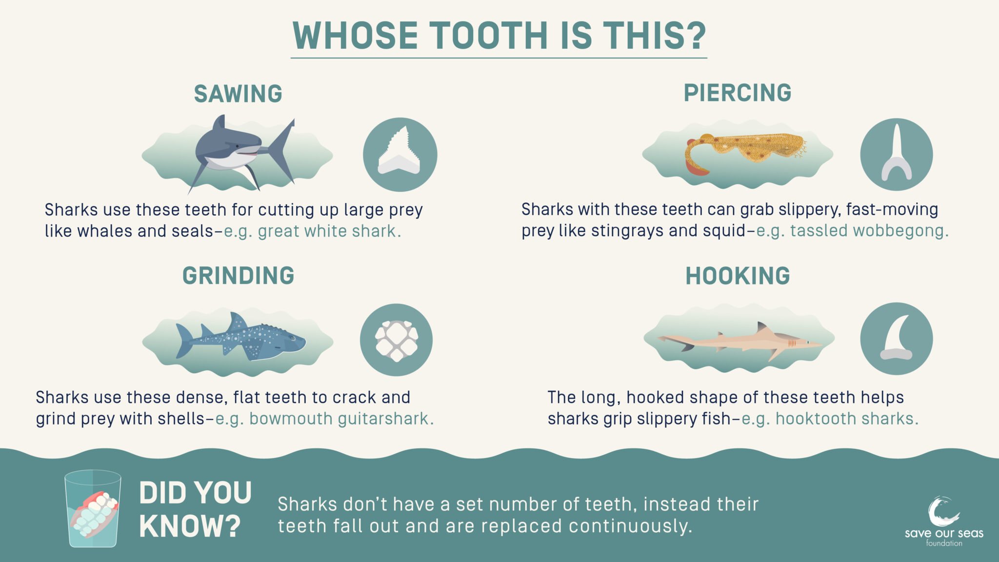 Artwork by Jamy Silver | © Save Our Seas Foundation