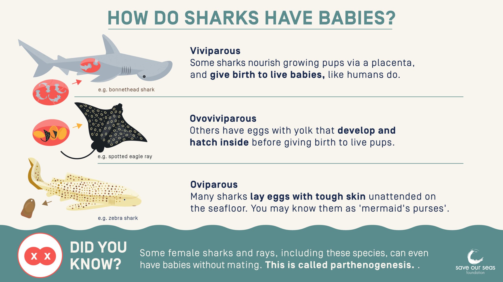 how do sharks have babies