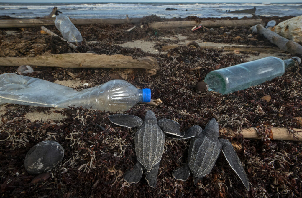 How can I help save our seas? Save Our Seas Foundation