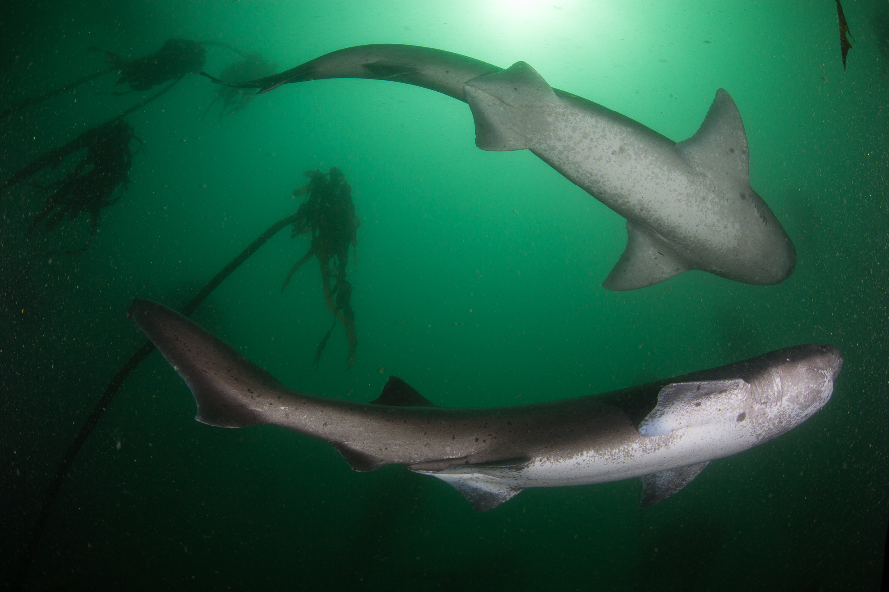 Broadnose Sevengill Cowshark Save Our Seas Foundation