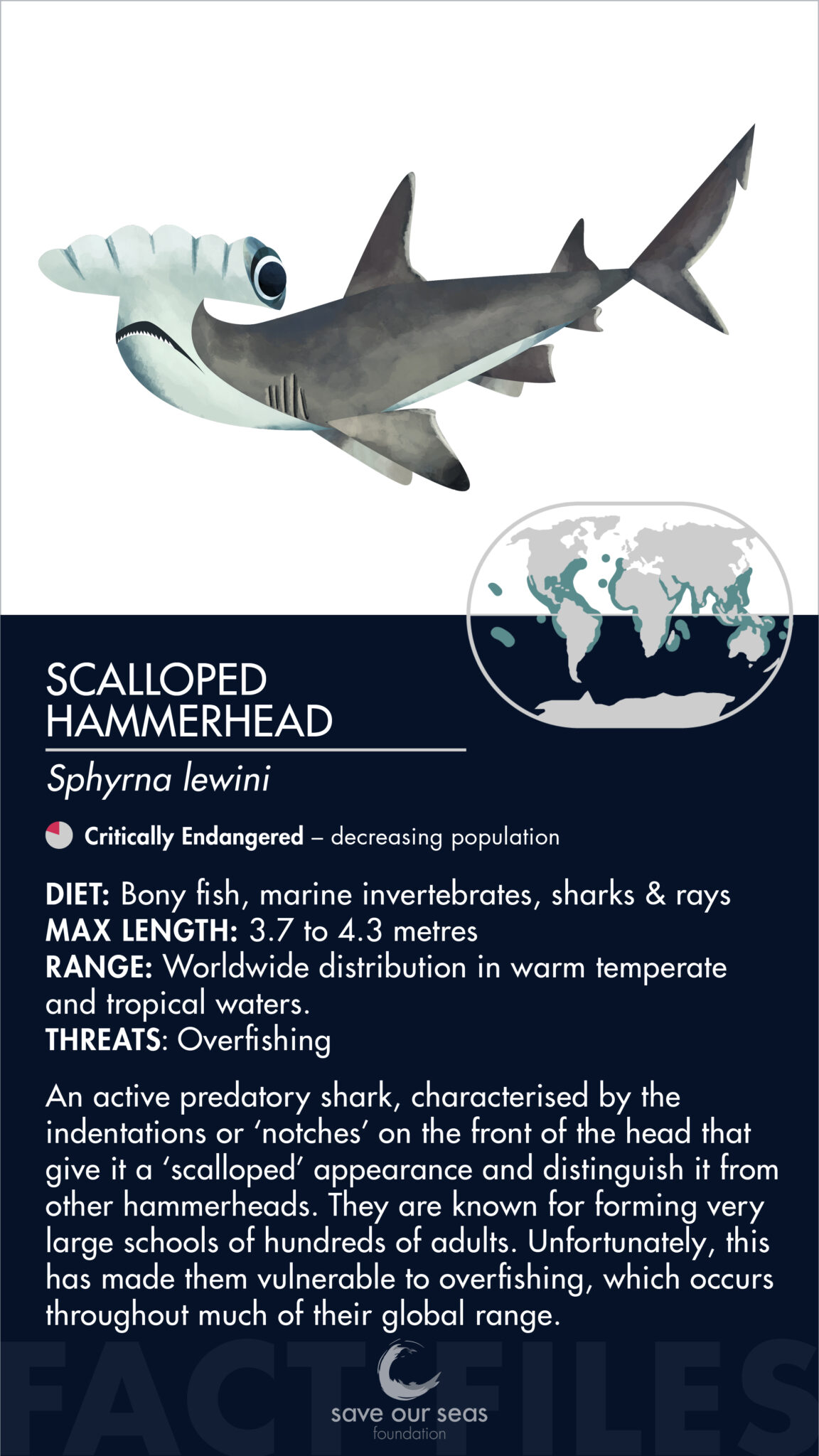 scalloped hammerhead shark Save Our Seas Foundation