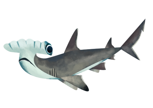 scalloped hammerhead shark - Save Our Seas Foundation