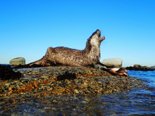 What eats sharks? - Save Our Seas Foundation