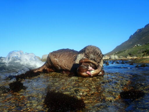 What eats sharks? - Save Our Seas Foundation
