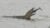 A juvenile bull shark being eaten by a Nile crocodile in the iSimangaliso Wetland Park, South Africa. Photo © Ryan Daly