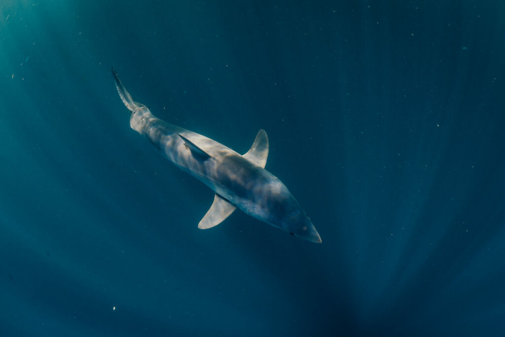 Shortfin Mako shark Save Our Seas Foundation