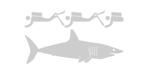 Shortfin Mako shark - Save Our Seas Foundation