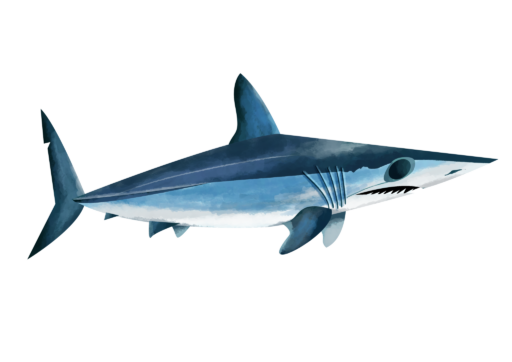 Shortfin Mako shark - Save Our Seas Foundation