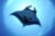 A giant manta from below. Photo © Guy Stevens | Manta trust