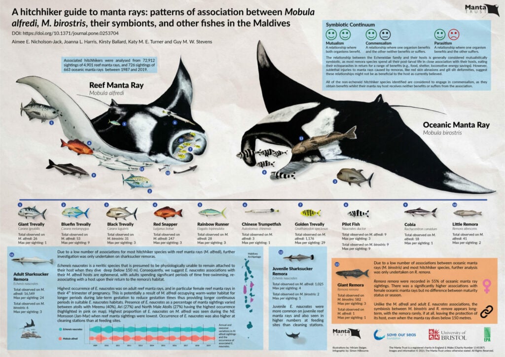 Manta Rays Save Our Seas Foundation   IM07 Hitchhikerpaperinfographic 2021 Final 1024x724 