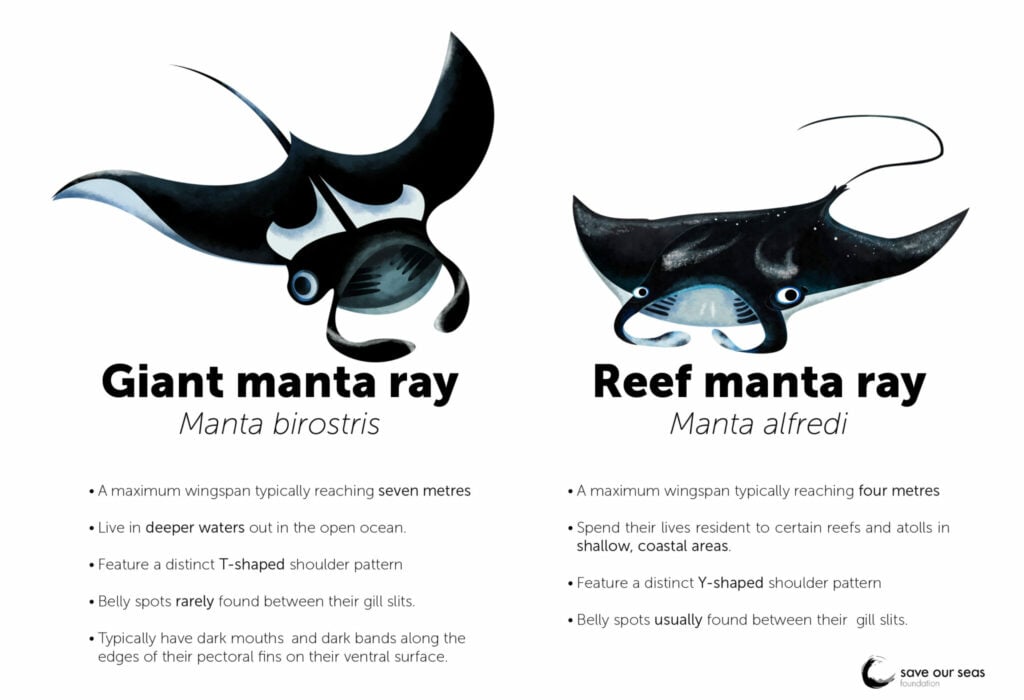 Manta Rays Save Our Seas Foundation   Manta Species Comparison V4 1024x700 