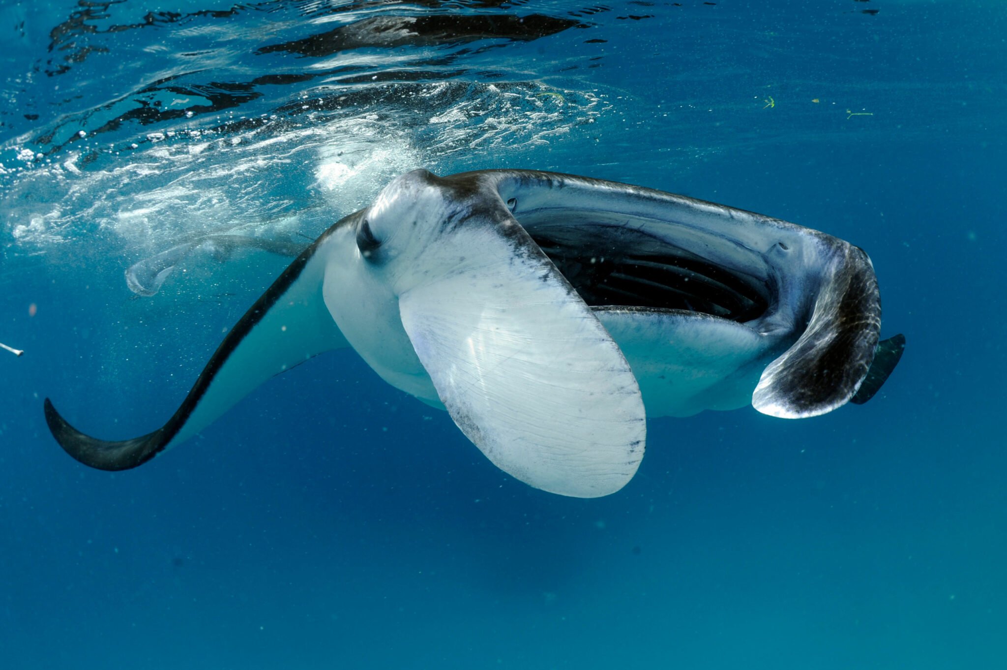 Manta rays - Save Our Seas Foundation