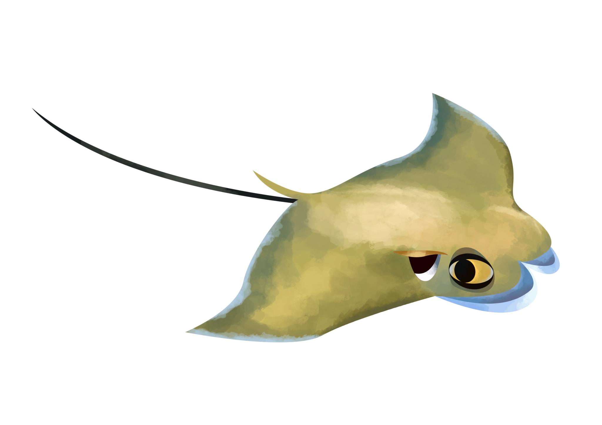 Cownose Ray Anatomy