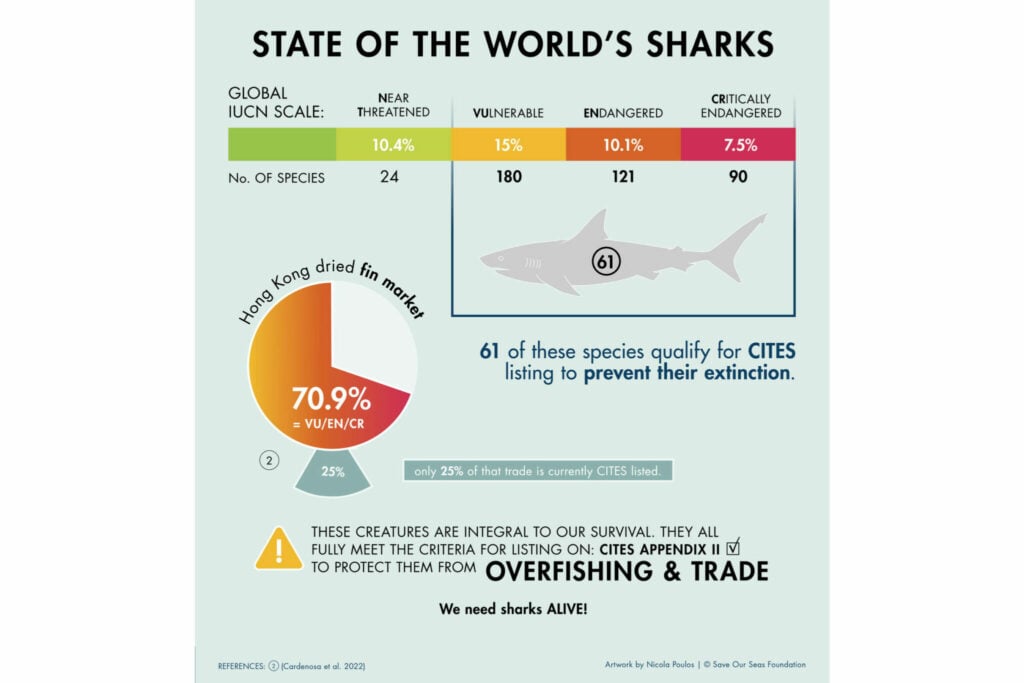 Which sharks are the most endangered? - Save Our Seas Foundation