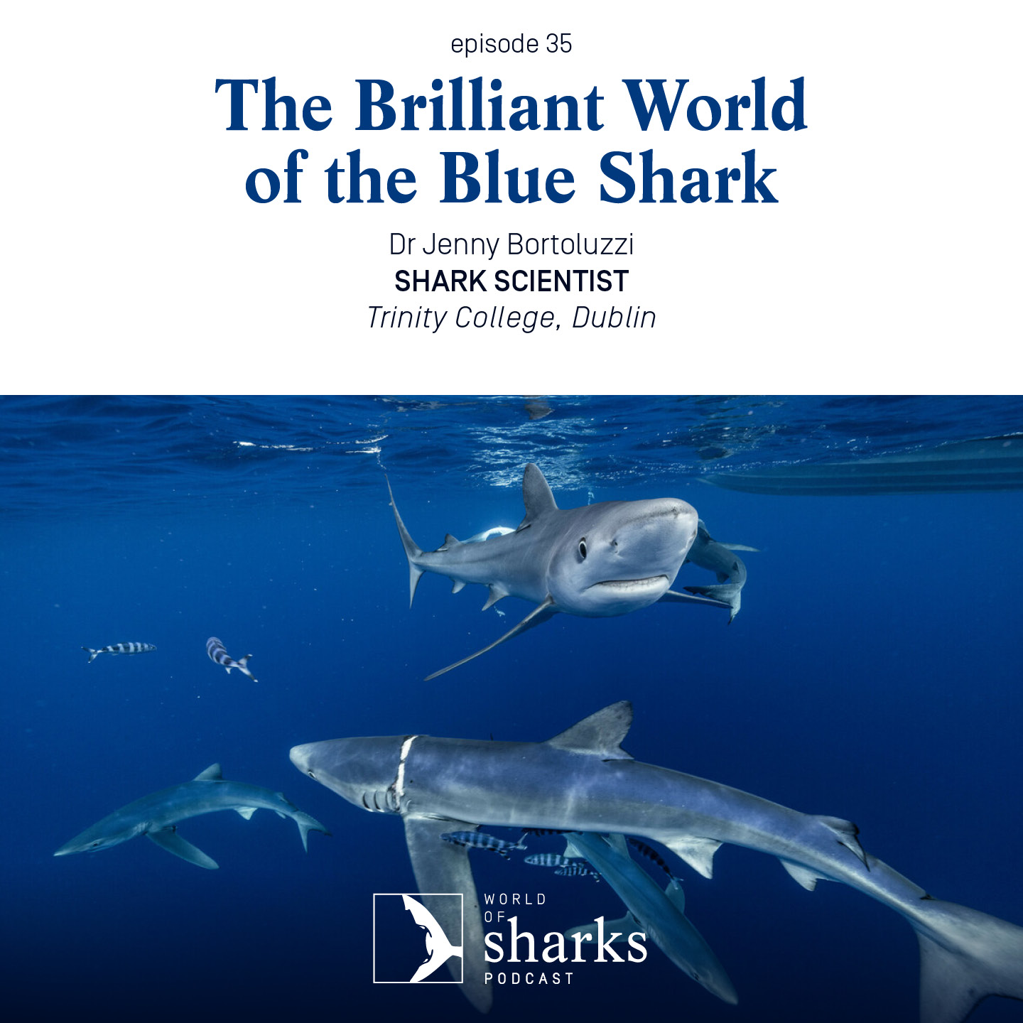 The Brilliant World Of The Blue Shark - Save Our Seas Foundation