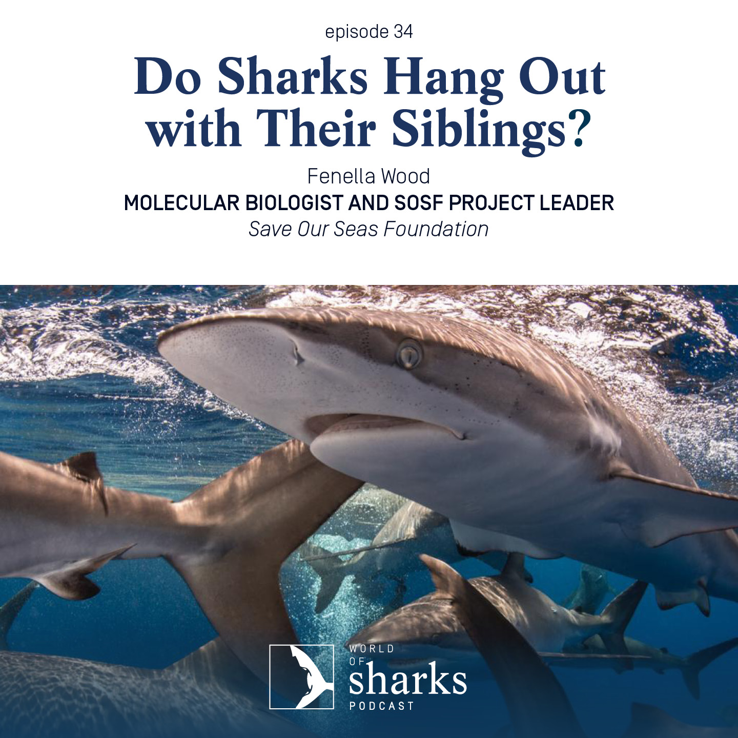 Do sharks hang out with their siblings? - Save Our Seas Foundation