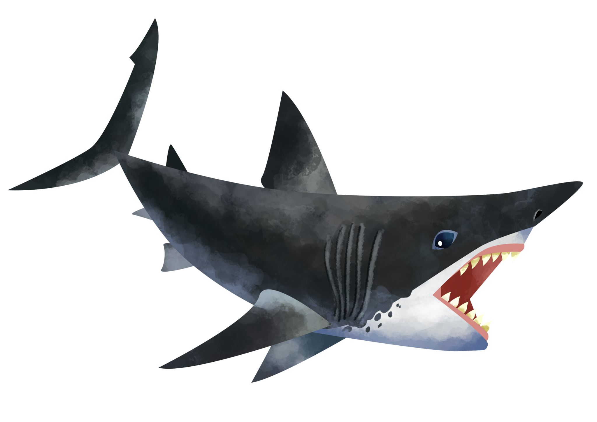 11 Facts About Megalodon The Giant Prehistoric Shark