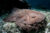 A tasselled wobbegong resting on a reef. Photo © Ethan Daniels | Shutterstock