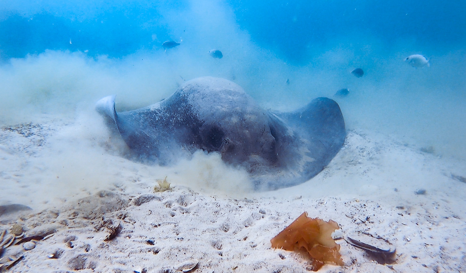 Short-tail stingrays are typically a slow-moving species, but if threatened they can move their pectoral fins so quickly that it creates a shockwave! This behaviour is known as cavitation. 
Photo © Danel Wentzel