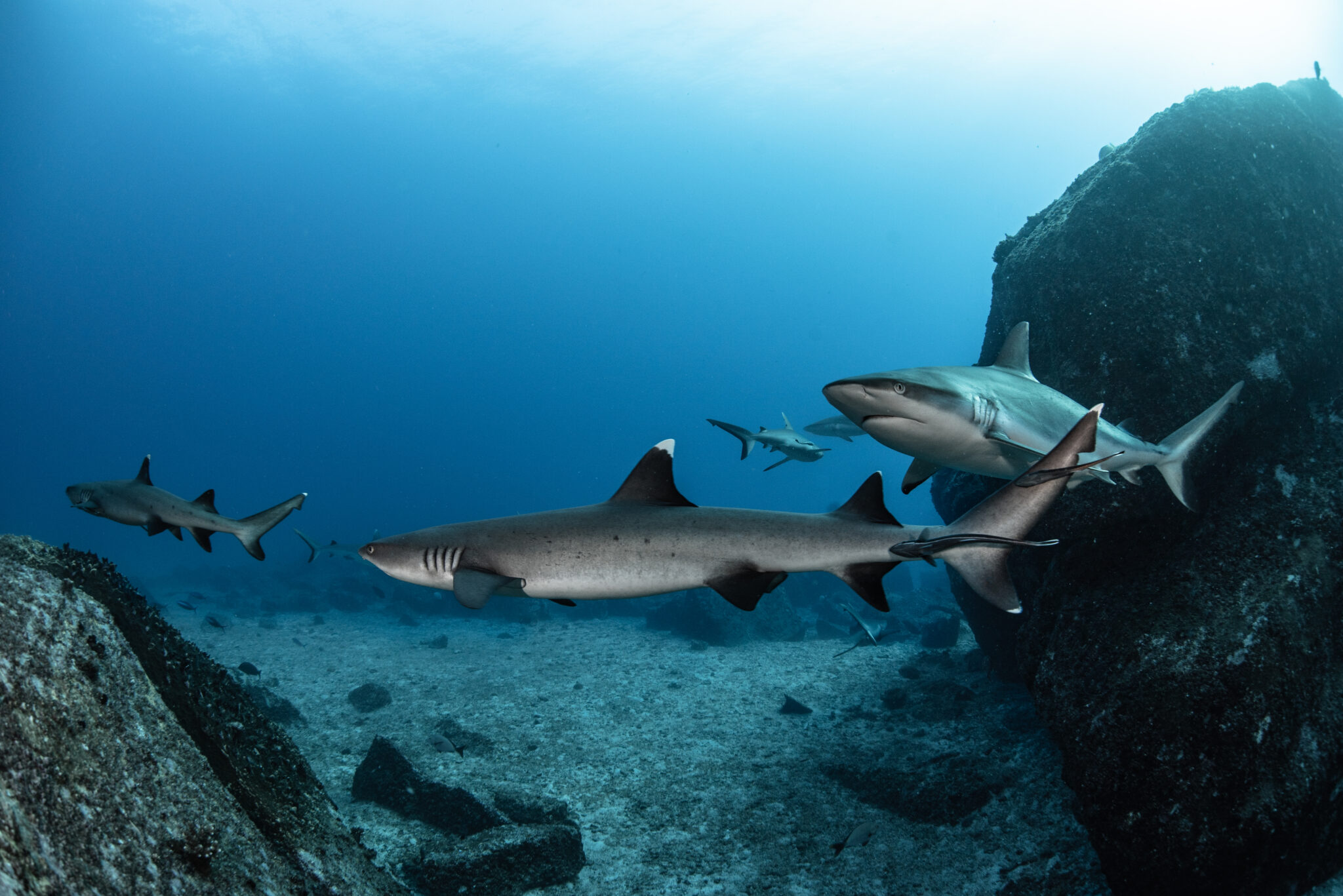 Like other shark species found in Hawai’i, historically whitetip reef sharks were worshipped as ‘aumakua – guardian spirits or family deities. They were respected and cared for as protectors of the Hawaiian people. Photo © Christopher Leon