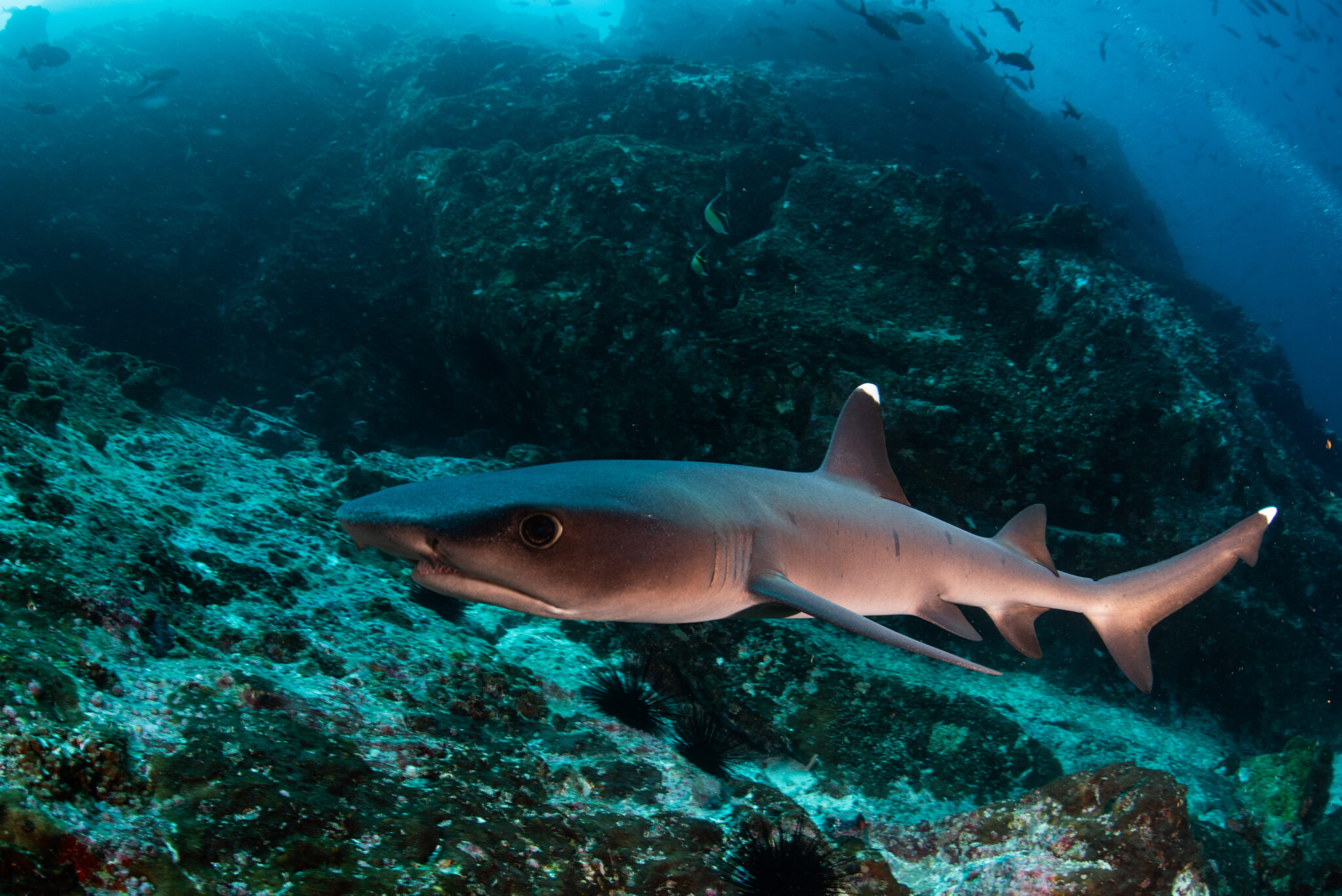 The whitetip’s slim body allows it to wriggle into tight spaces in the reef in pursuit of prey. Sometimes they twist and turn so violently that they can break the coral, or even tear their own skin! Photo © Matthew During