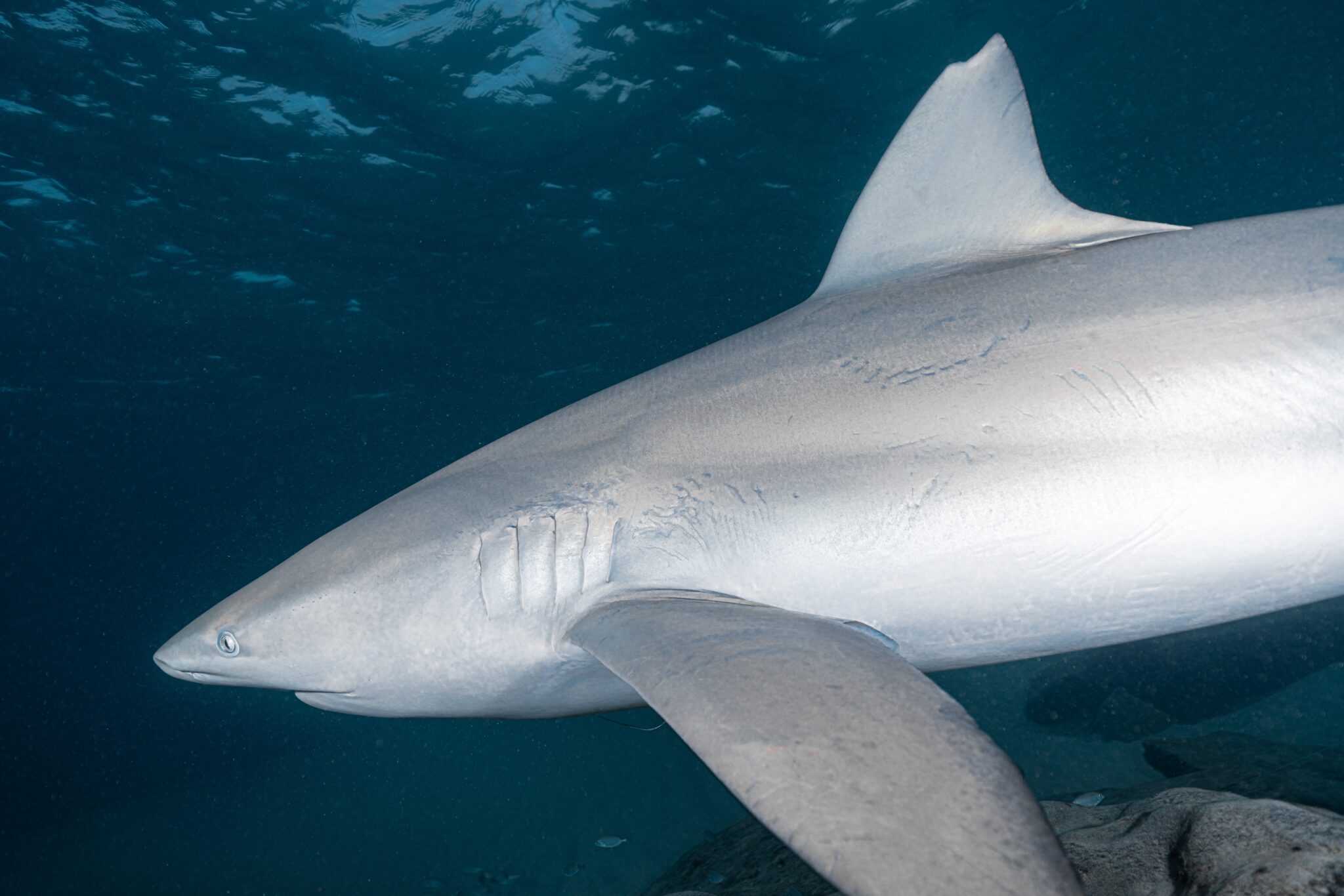 Dusky shark - Save Our Seas Foundation