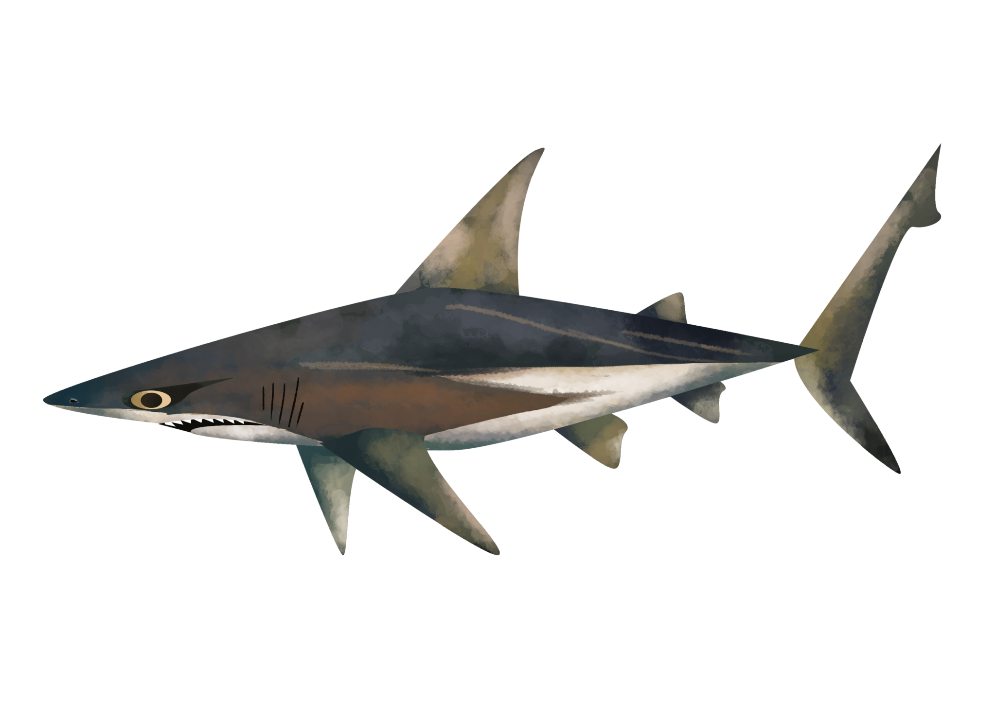 Bronze Shark Bronze Shark