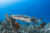 A tawny nurse shark gliding over the reef. Photo © Christopher Leon