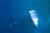 A school of mantas next to a diving boat in the Maldives. Photo © Danny Copeland | Manta Trust