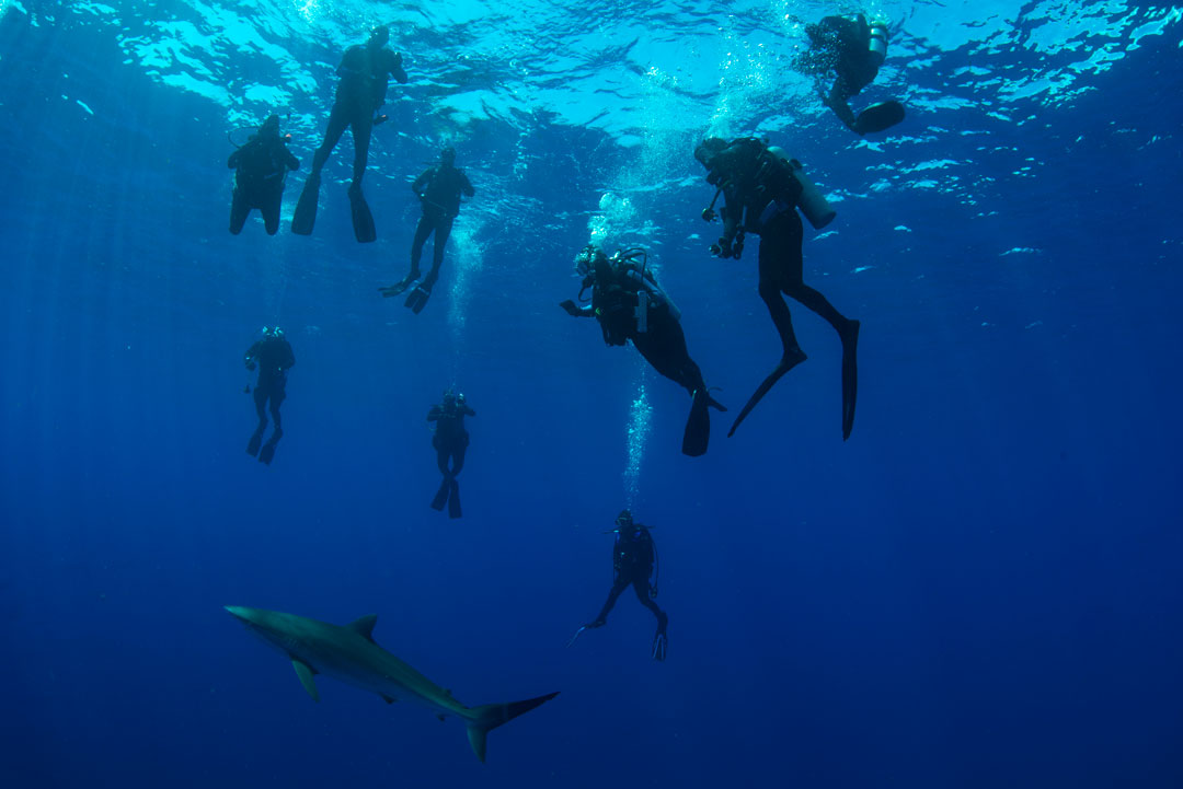 Divers in Florida enjoying the sight of a silky shark swimming below. Photo © Justin Gilligan | Save Our Seas Foundation
