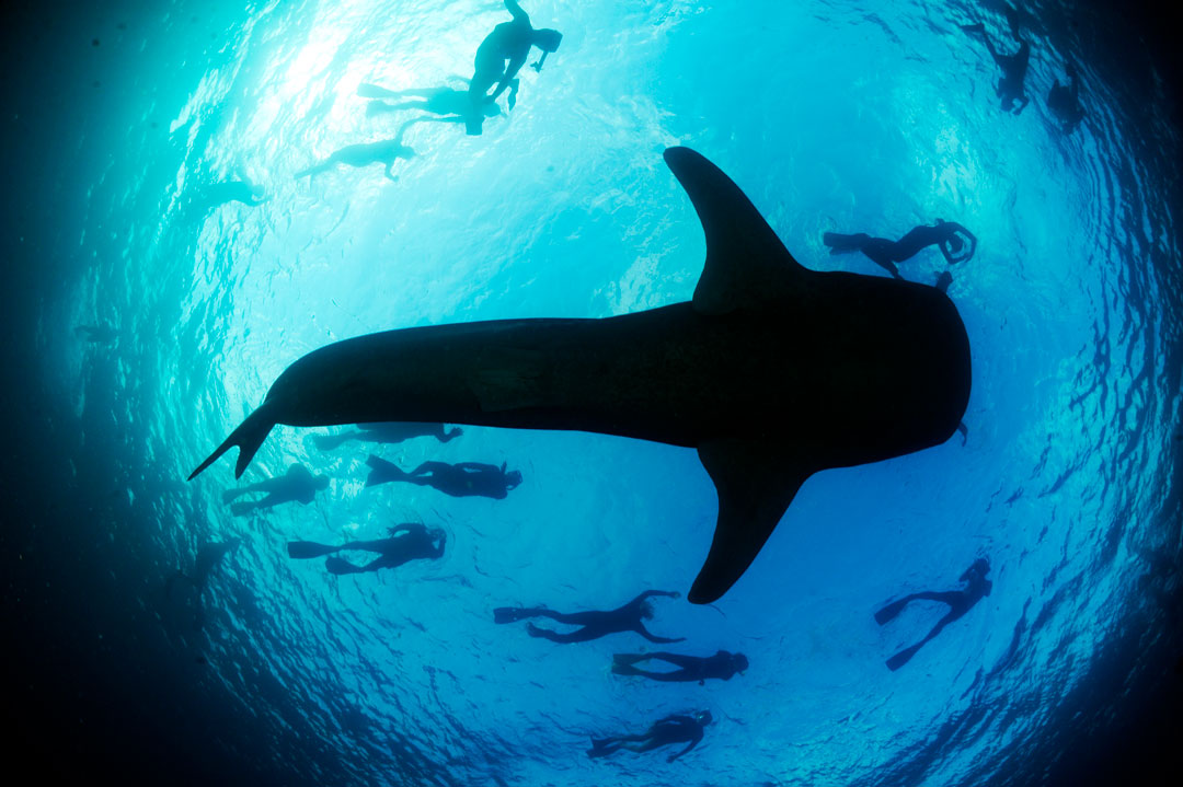 The silhouette of a gentle whale shark alongside snorkelers in the Ari Atoll, Maldives - a popular site for whale shark tourism. Photo © Guy Stevens | Save Our Seas
