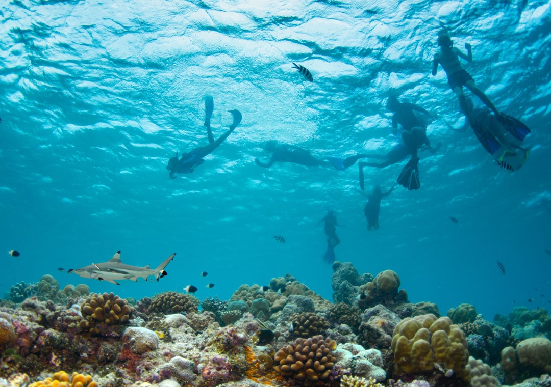 A school group experiences the rare opportunity of seeing a blacktip reef shark while snorkelling in the Seychelles. Photo © Dillys Pouponeau | Save Our Seas Foundation