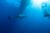 A white shark swimming past the cage of a shark-cage diving tour boat in Guadeloupe, when cage diving tours were still operational. Photo © Matthew During | Save Our Seas Foundation