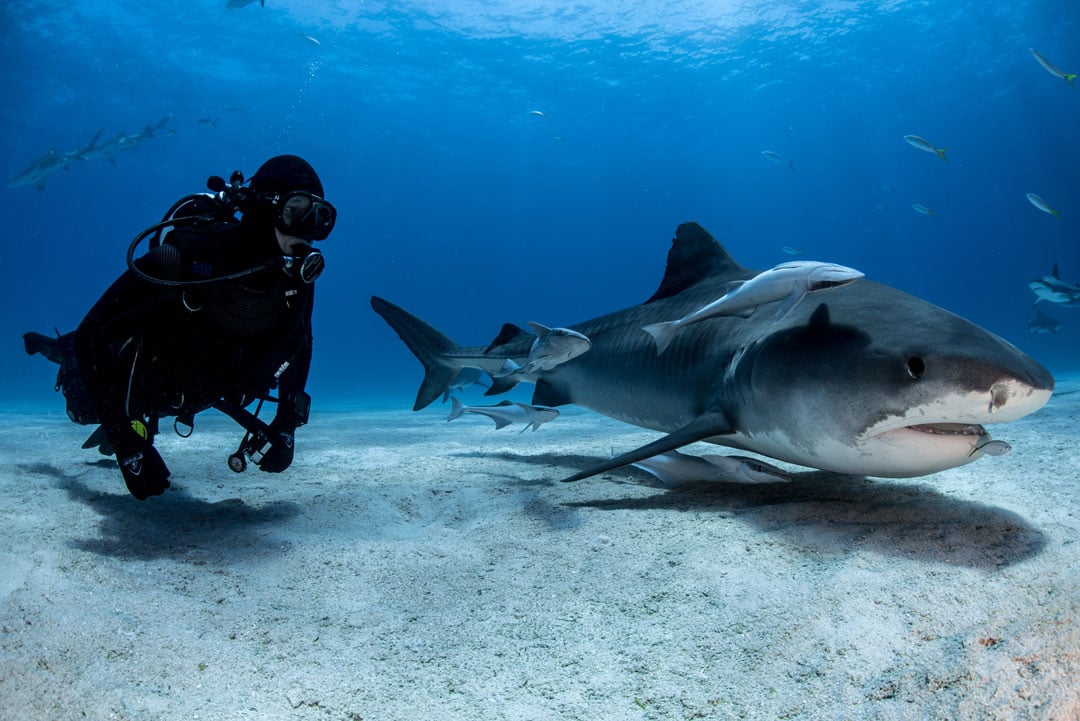Diver and tiger shark sharing a moment near the sea floor at Tiger Beach, Bahamas. Tiger Beach is renowned for shark diving, attracting divers and underwater photographers from around the world. Photo © Christopher Vaughan-Jones | Save Our Seas Foundation