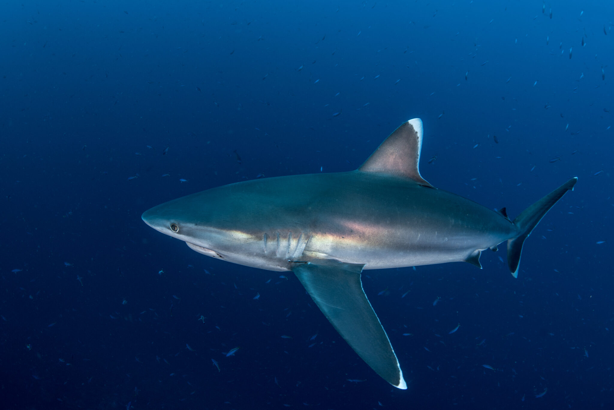 The lustrous shine on the skin of a silvertip shark, showcasing the white tips of the dorsal and pectoral fins. Photo © Matthew During | Save Our Seas Foundation