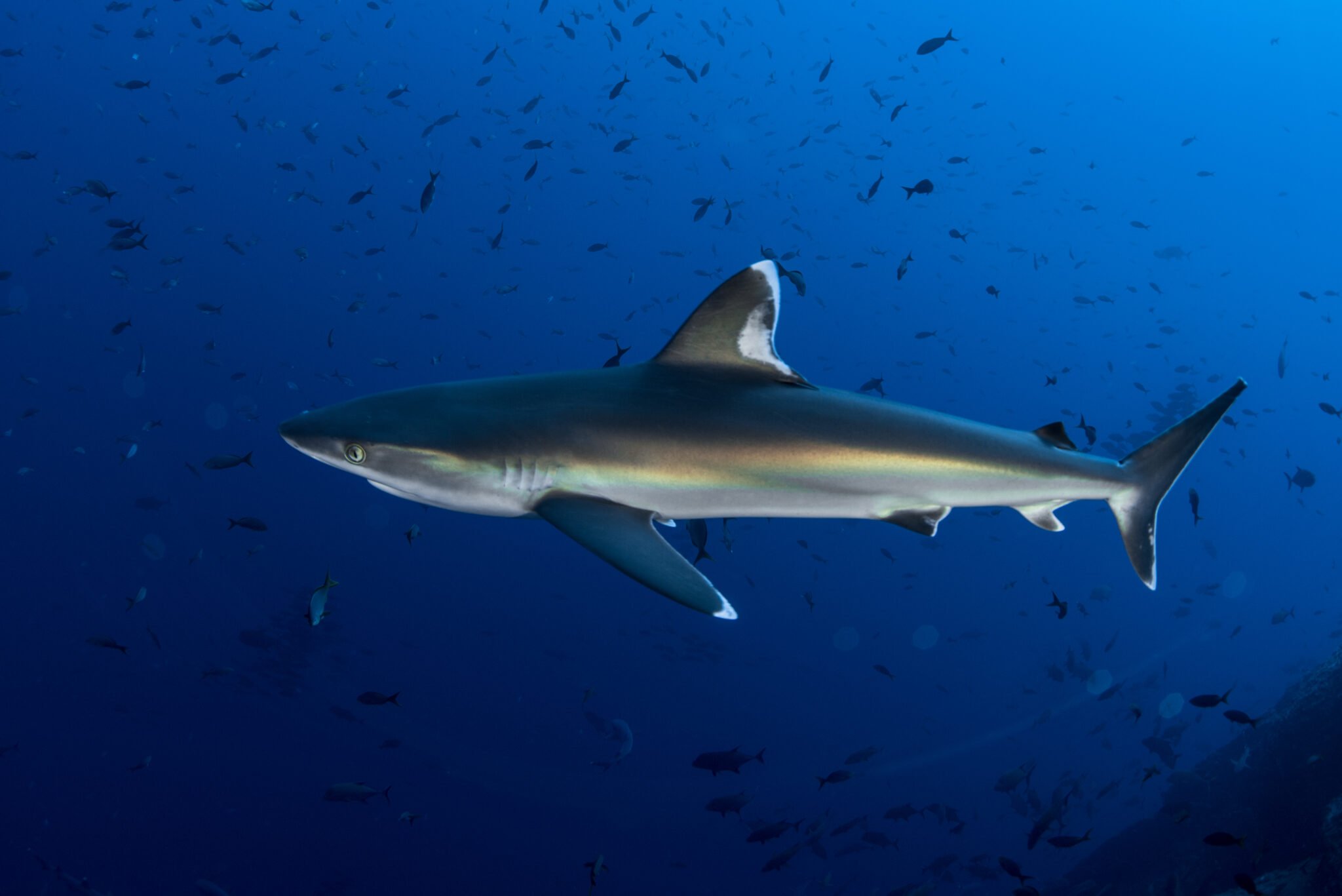 Silvertip shark. Photo © Matthew During | Save Our Seas Foundation