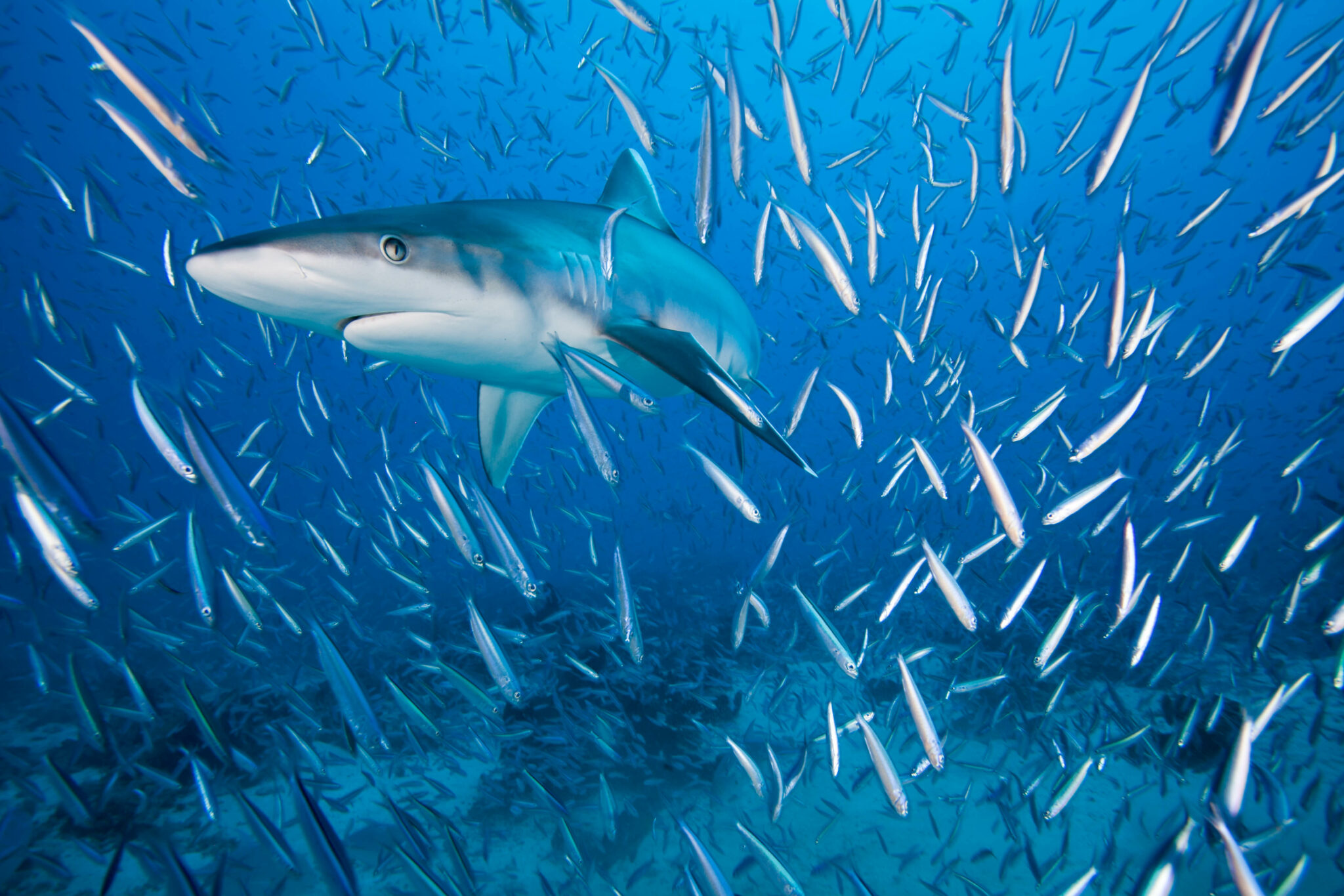 A silvertip shark in a school of tiny fish. Photo © James Loudon | Save Our Seas Foundation