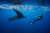 A snorkeler floating in quiet awe as a manta ray glides past in the Azores. Photo © Danny Copeland | Manta Trust