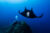 A diver waiting to take the perfect shot of a manta ray in Mexico. Photo © Danny Copeland | Manta Trust