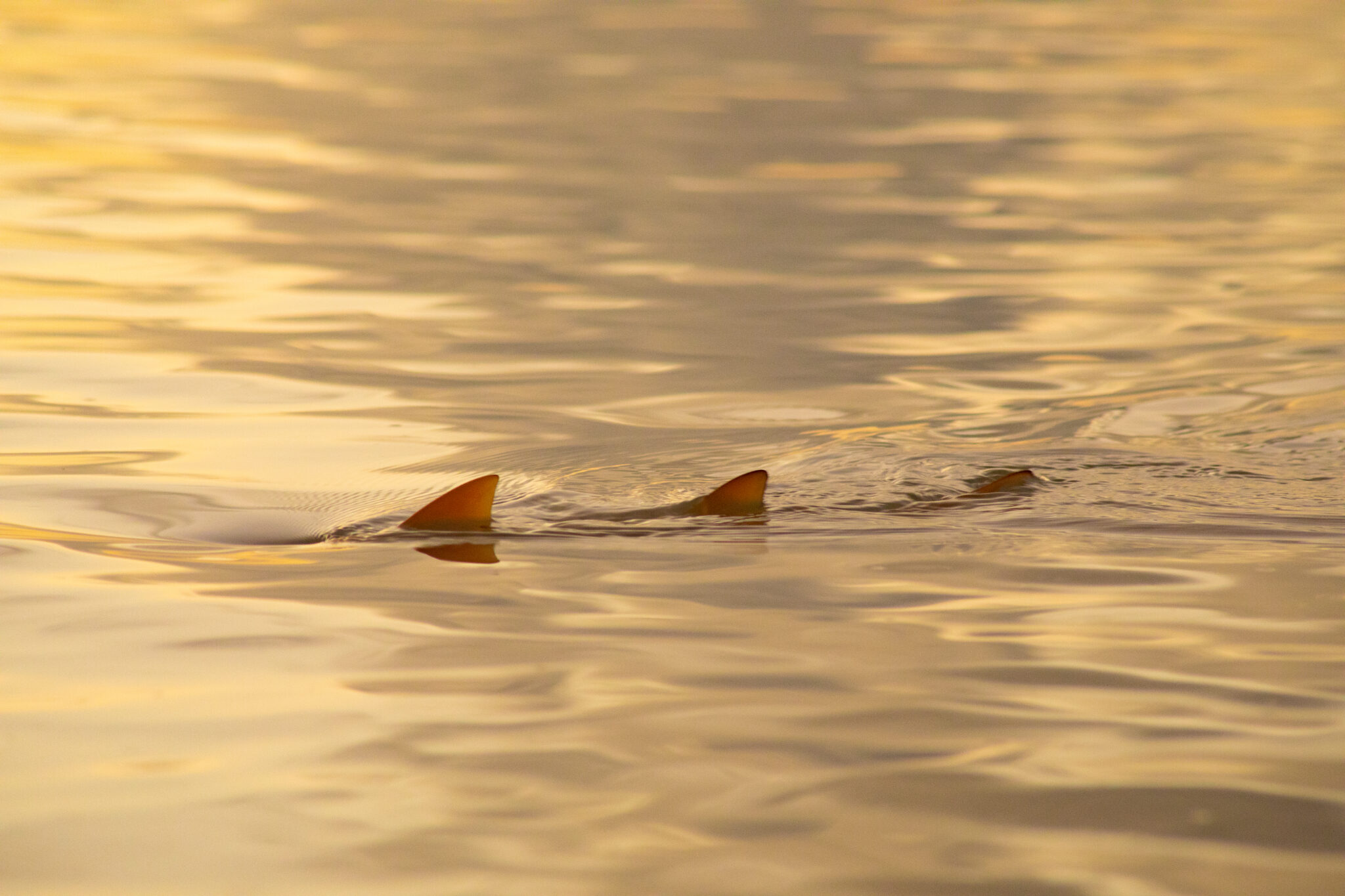 Photo © Dillys Pouponeau | Save Our Seas Foundation