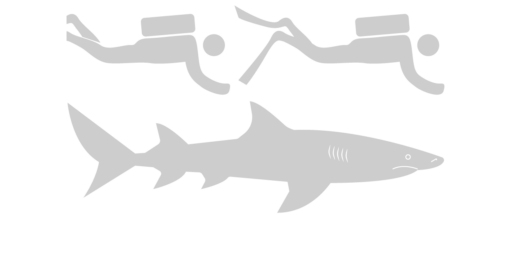 Sicklefin lemon shark - Save Our Seas Foundation