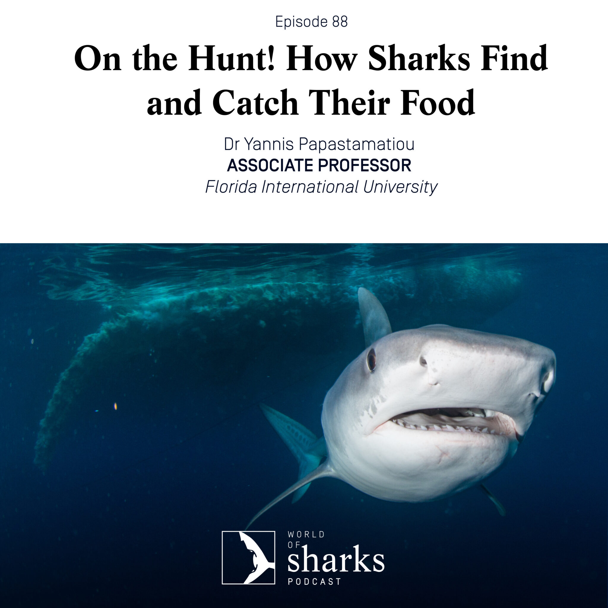 How Sharks Find Food