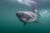 Salmon sharks hold second place on the podium with a reported cruising speed that reaches up to 3.9 kph. Photo © Shane Gross